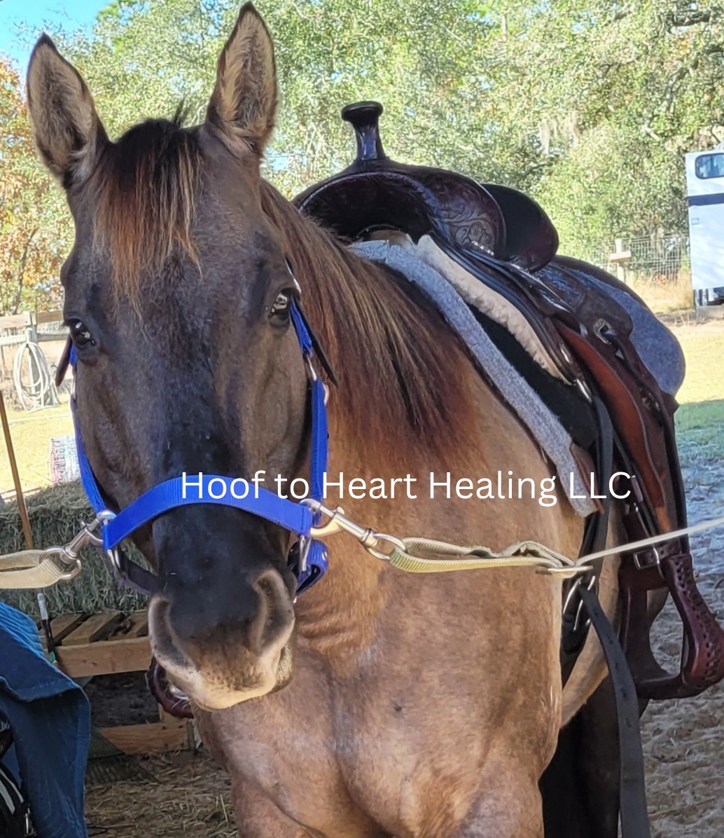 Hoof to Heart Healing LLC