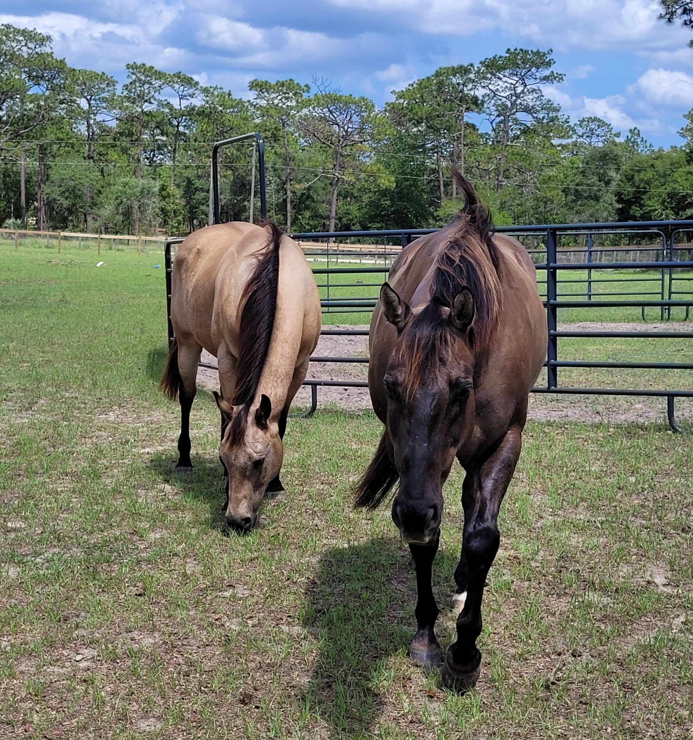This website is in the process of being created! Hoof to Heart Healing LLC presents talk time with Tank and Toasty!