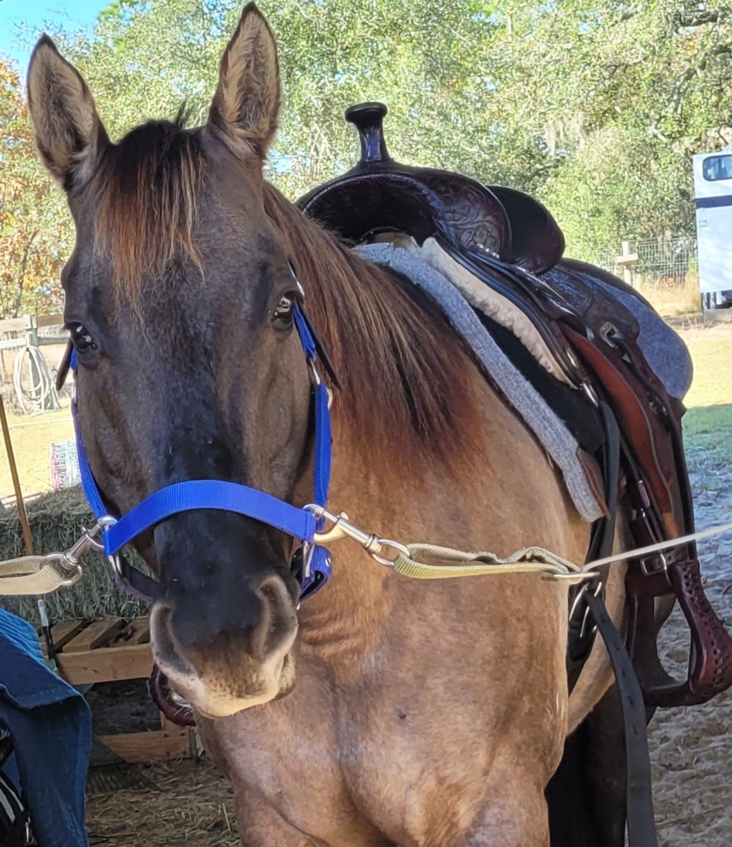 Hoof to Heart Healing LLC
